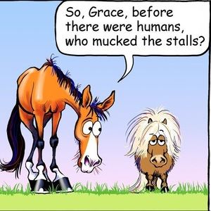 Pets, horse, dog wear